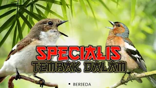 Download 🔴 SPECIALIS TEMBAK DALAM ▪️Masteran tembakan speed rapat dan Kasar untuk Murai batu,cucak ijo, Kacer MP3