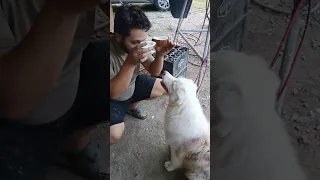 Teaching the Dog to Cheers!