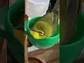 Download Lagu Berendam Dulu Gaesss #birds #birdsong #pleci #shorts