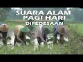 Download Lagu suara alam pagi hari