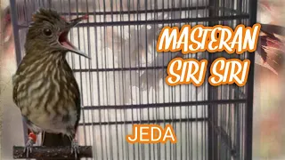  sirisiri sirisumatra masteran masteran siri siri kecil jeda 10detik