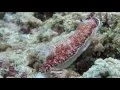 Download Lagu GoPro: SCUBA Diving Malaysia 2015 - Sipadan / Mabul / Kapalai / Seaventures Full HD 1080p