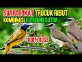 Download Lagu suara pikat burung kecil paling ampuh | trucuk ribut kombinasi kutilang sutra