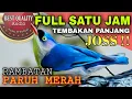 Download Lagu Rambatan paruh merah TEMBAKAN PANJANG suara JERNIH - Masteran CUCAK IJO, MURAI BATU, KACER, CENDET