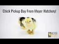 Chick Pickup Day From Meyer Hatchery
