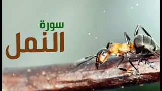سورة النمل بصوت الشيخ وليد ابراهيم الفلوجي لا تنسون الايك والاشتراك 
