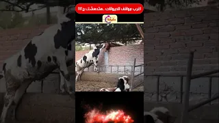 اغرب مواقف للحيوانات هتدهشك ج171 