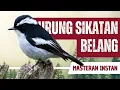 Lagu Masteran Sikatan Belang Gacor Full Isian