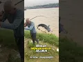 Lagu Busettt ikannya sebesar itu‼️ #fishing #mancing