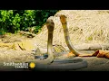 Download Lagu Intense: Two King Cobras Fight for a Nearby Queen 🥊 Into the Wild India | Smithsonian Channel