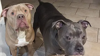 Zeusy The Talking Pitty is live! 10/03/26