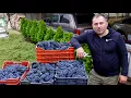 HOMEMADE WINE from HOME-GROWN GRAPES
