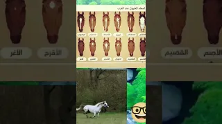تعرف على أسماء الخيول عند العرب دندنها
