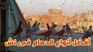 الحمام الغزار و افضل الانواع فى نش حمام مع ا نور الهادى لوفت عمرو اشرف 
