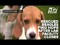 Big Dog Ranch Rescue celebrates closure of Wisconsin beagle breeding facility