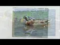 Download Lagu Ratusca (cantece copiii).avi