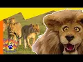 Lions vs Zebras The Secret of the Stripes Full Episode Animals Show for Kids