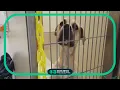 ACCT Philly pleading with residents to help clear the shelter