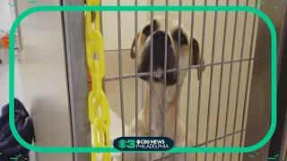 ACCT Philly pleading with residents to help clear the shelter