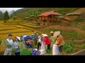 Download Lagu Keluarga di Luar Jaringan Memanen 1000kg Beras Kehidupan Pertanian Pedesaan yang Menakjubkan