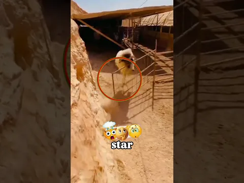 βThis Hangry Sheep Has NO CHILL! π€―π₯ #CrazySheep #Hangry #usa #shorts #trending