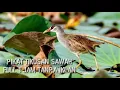 Download Lagu suara pikat gacor tikusan sawah. full 1 jam tanpa iklan.