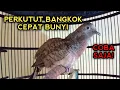 PERKUTUT BANGKOK GACOR SUARA AMPUH UNTUK PANCINGAN LANGSUNG SOS NYAUT SEMUA