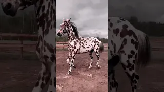 ألوان الفريدة في عالم الخيل اكسبلوررررر خيل اكسبلور Horse Cricketlover 