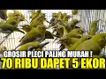 Download Lagu BONGKAR RAHASIA PRAMUKA ! SPILL HARGA GROSIRAN DAN PARTAI DIKIOS PASAR BURUNG PRAMUKA