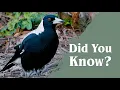 Australian Magpies - Everything you never knew
