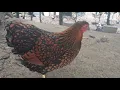 Lagu Genieten van de prachtige wyandotte kippen! Plannen voor volgend broedseizoen!