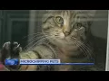 Onslow County Animal Services calls on owners to microchip pets