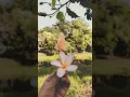 Download Lagu Aku jeje - Lihat kebunku