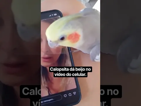 Calopsita Thor dá beijo em mim no celular.