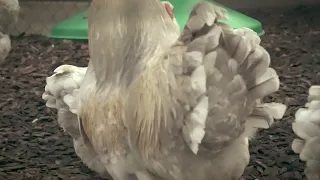 Breeder visit: The Wyandotte bantams of Ben