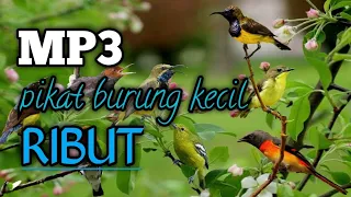 Download suara pikat burung kecil ribut MP3