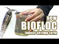 Download Lagu New Indoor (Vannamei Litopenaeus) Shrimp Facility with Biofloc Technology