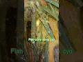 Download Lagu aw fish curry lng yummy kaau