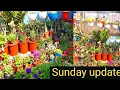 Sunday update winter garden overview ll rooftop garden overview ll 