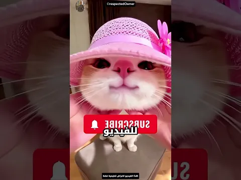 شوفو الشباب دول لقو إيه على الشاطئ 😮😮😮😮😮 #قطط #النظافه #اكسبلور #التغطيه #cat #المستشار #تعلم #قصص