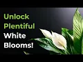 Download Lagu Waarom uw vredeslelie niet meer bloeit (en hoe u dit kunt verhelpen!) 🌿