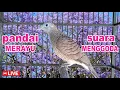 Lagu suara burung Perkutut BeTINA memanggil Jantan - suara memancing bunyi