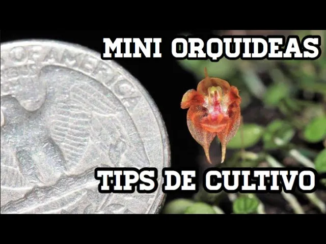 ORQUIDEAS MINI (TINY ORCHID) REALMENTE EXISTEN?