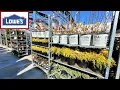 Lowes Inventory March 2023 Spring Blooming Shrubs Evergreens Ornamental Flowering Trees Boxwood