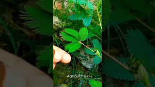 نبات المستحيه 