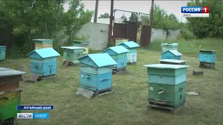 Омские пчеловоды жалуются на массовую гибель пчел