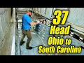 Careful Cattle Haul Ohio South Carolina No Losses Yet