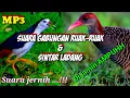 Download Lagu SUARA PIKAT GABUNGAN RUAK-RUAK DAN SINTAR LADANG||SUARA JERNIH DI JAMIN AMPUH
