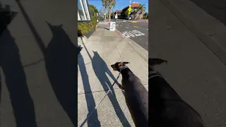 #fyp #dream #doberman #pets #youtube