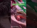Changing the wild caught hermit crab industry one captive bred baby at a time